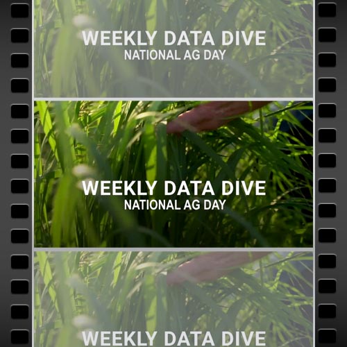 Weekly Data Dive. Movie File.